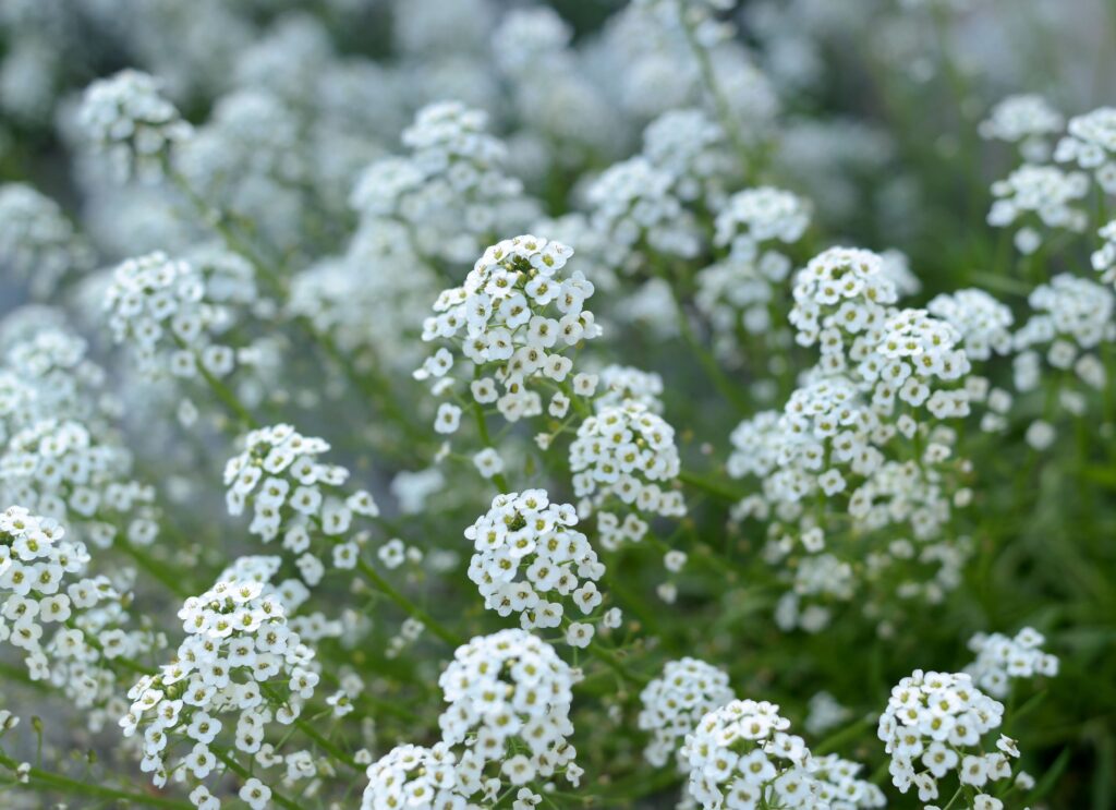 Beautiful close-up of white Sweet Alyssum (Lobularia maritima) flowers in bloom, showcasing nature's delicate beauty.