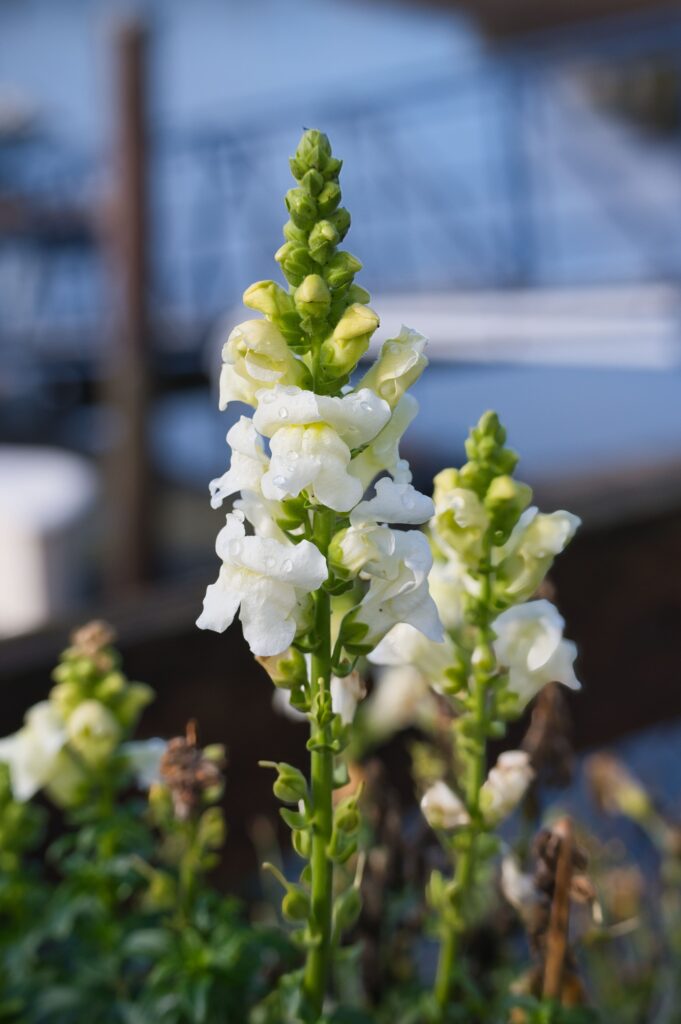 Beautiful white snapdragons with dew in an Olympia garden setting, perfect for nature lovers.